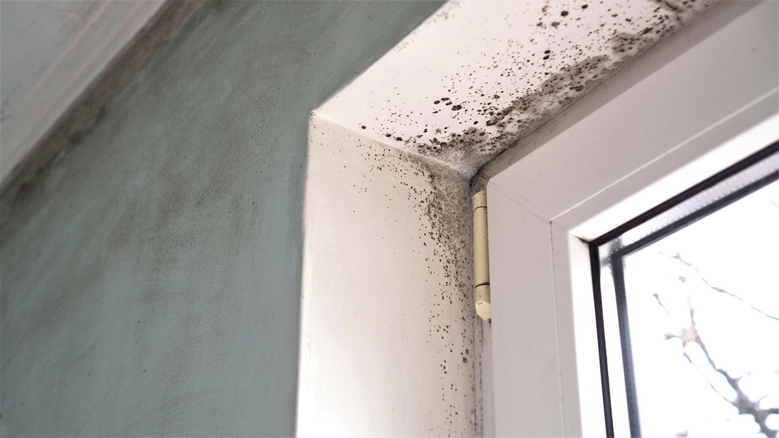 Cubo recogiendo agua en una habitación húmeda