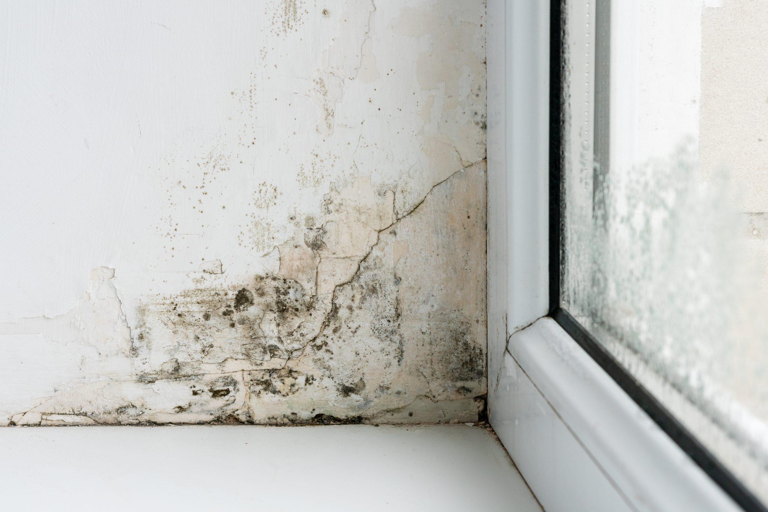Mancha de moho en el techo de una habitación